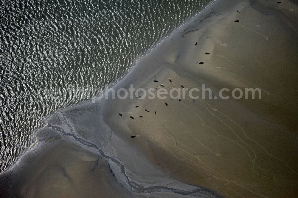 Aerial photograph Borkum - Der Nationalpark Niedersächsisches Wattenmeer besteht seit 1986 und umschließt die Ostfriesischen Inseln, Watten und Seemarschen zwischen Dollart an der Grenze zu den Niederlanden im Westen und Cuxhaven bis zur Außenelbe-Fahrrinne im Osten. Die Nationalparkverwaltung befindet sich in Wilhelmshaven. Seit Juni 2009 gehört der Nationalpark Niedersächsisches Wattenmeer zusammen mit dem Nationalpark Schleswig-Holsteinisches Wattenmeer und dem niederländischen Wattenmeer zum UNESCO-Weltnaturerbe. Verschiedene Tierarten, wie zum Beispiel Seehunde finden sich dort ein. The Wadden Sea National Park was established in 1986 and encompasses the East Frisian islands, tidal flats and Seemarschen between Dollard on the border with the Netherlands in the west and to the outside in Cuxhaven Elbe Fairway East. The National Park Service is located in Wilhelmshaven. Since June 2009, the National Park of Lower Saxony Wadden Sea National Park, together with the Schleswig-Holstein Wadden Sea and the Dutch Wadden Sea is a UNESCO World Heritage Site. Various species such as harbor seals are found there.