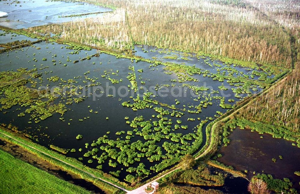 westlich von Zecherin auf Usedom in MV from above - 