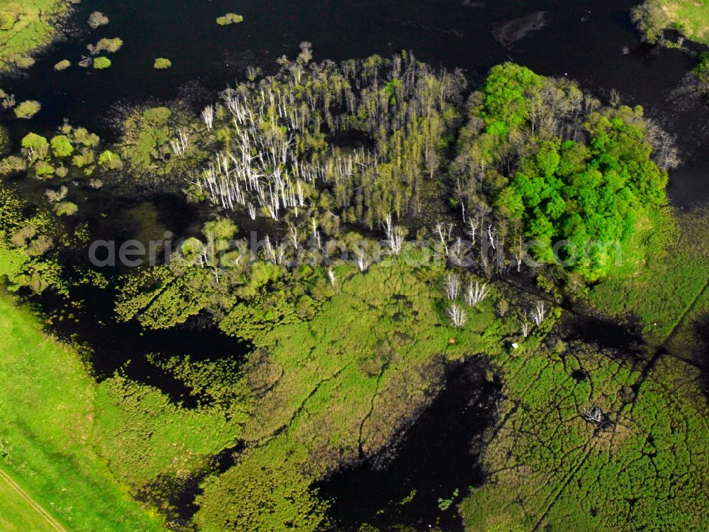 Aerial photograph Waren / Müritz - ature reserve Müritz National Park on the banks of the Müritz