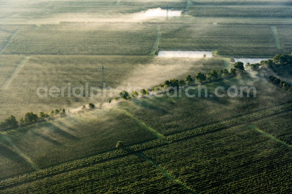 Hollern-Twielenfleth from above - Fog on an orchard in Twielenfleth Altes Land in Stade in the state Lower Saxony, Germany