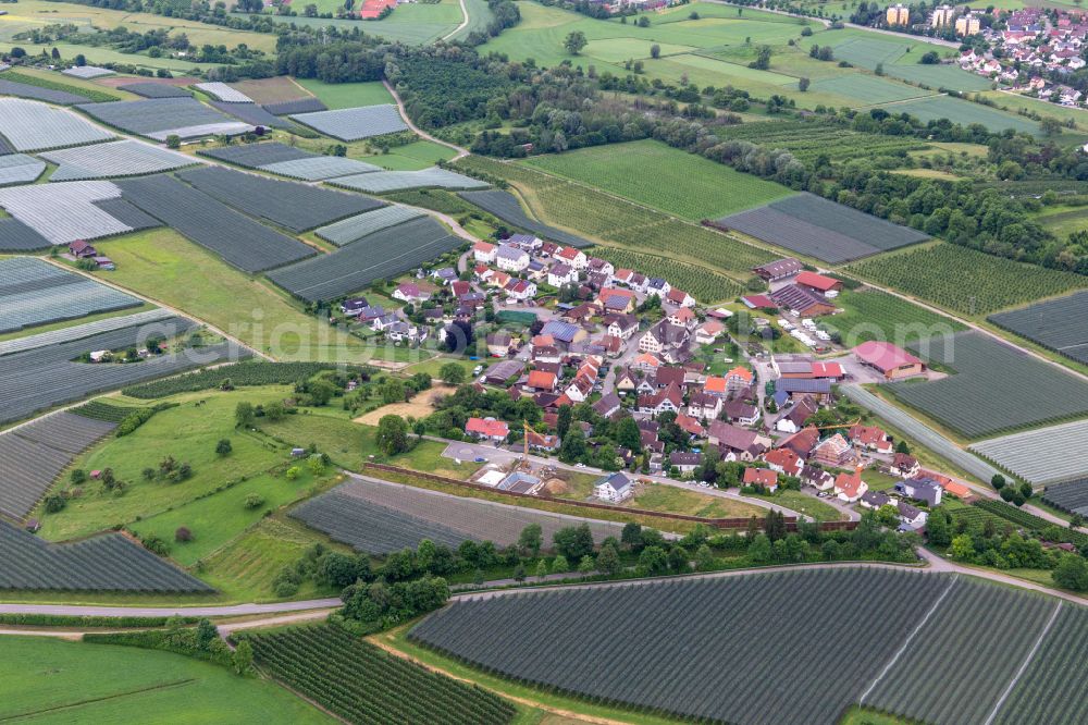 Aerial photograph Riedheim - Rows of trees of fruit cultivation plantation in fields around Riedheim in the state Baden-Wuerttemberg, Germany