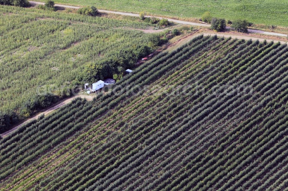 Gierstädt from above - Fruit growing area Fahner Hoehe with fruit plantation in Gierstaedt in Thuringia