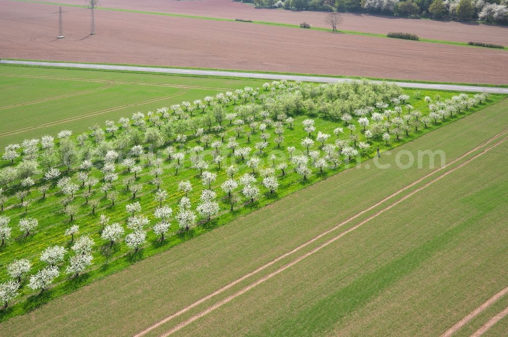 Aerial photograph Witzenhausen - Fruit tree rows with wheat fields along the road L3464 in Witzenhausen in Hesse