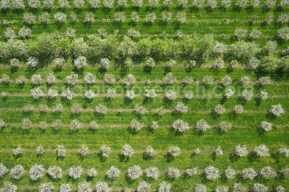 Aerial image Witzenhausen - Fruit tree rows in Witzenhausen in Hesse