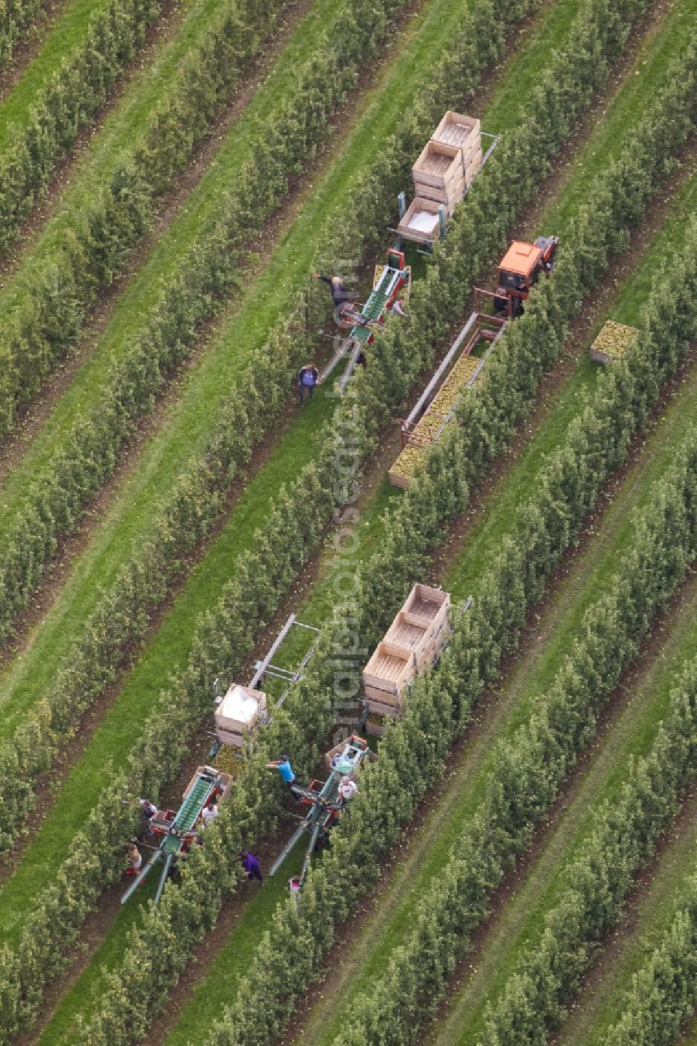 Aerial image Neukirchen-Vluyn - Fruit picking on Bloemersheim castle near Neukirchen in North Rhine-Westphalia