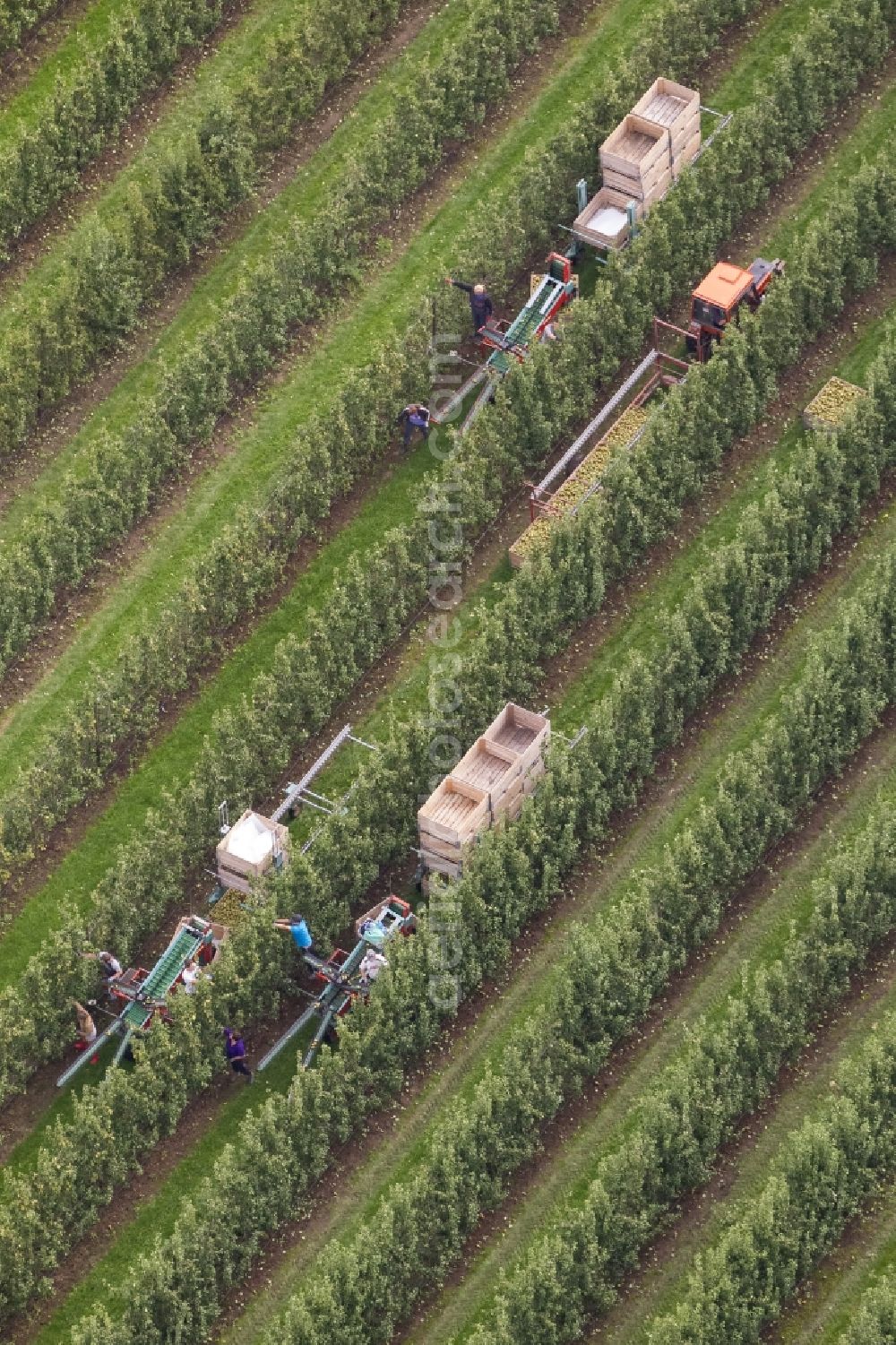 Aerial photograph Neukirchen-Vluyn - Fruit picking on Bloemersheim castle near Neukirchen in North Rhine-Westphalia