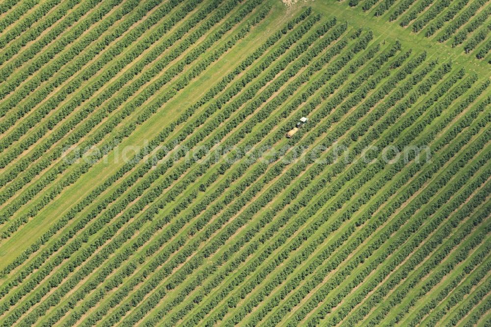 Aerial photograph Kindelbrück - South of Kindelbrueck in Thuringia are large orchards of fruit-growing company Kindel jumper