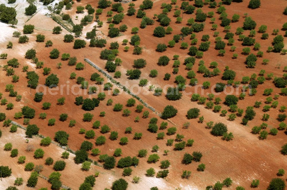 Palma from above - Olivenbäume nahe der mallorquinischen Hauptstadt Palma. Olive trees near by the capital city Palma on Majorca.