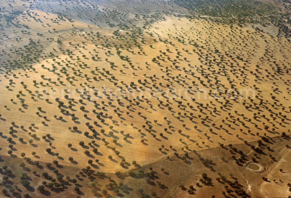 Aerial image Cordoba - Wilder Olivenhain in Cordoba, Südspanien. Cordoba ist die Hauptstadt der Provinz Cordoba in Spanien und die drittgrößte Stadt Andalusiens. Wild olive trees in Cordoba, southern Spain. Cordoba is the capital city of the province Cordoba, and it is the third largest city in Andalusia.