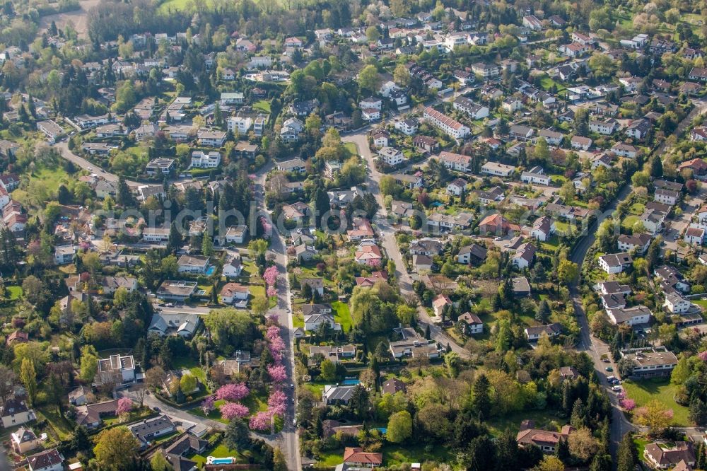 Karlsruhe from above - The district Turmberg with japanese cherry trees in pink flowers in the district Durlach in Karlsruhe in the state Baden-Wuerttemberg