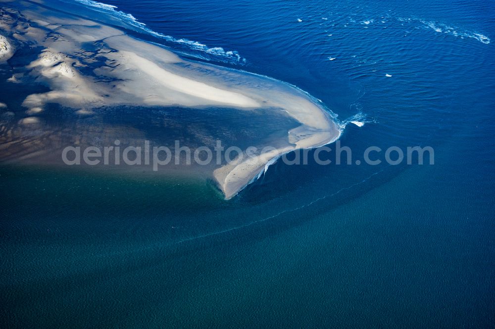 Aerial photograph Borkum - Oststrand Wadden Sea of the North Sea coast with gray seals and common seals in Borkum in the state of Lower Saxony