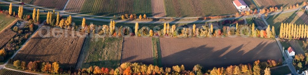 Aerial photograph Roschbach - Panoramic perspective Row of trees on a country road on a field edge in Roschbach in the state Rhineland-Palatinate, Germany