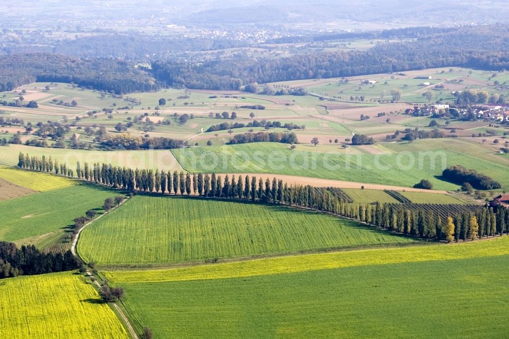 Karlsruhe from above - Row of Popel-trees on a country road on a field edge near Hohenwettersbach in Karlsruhe in the state Baden-Wuerttemberg