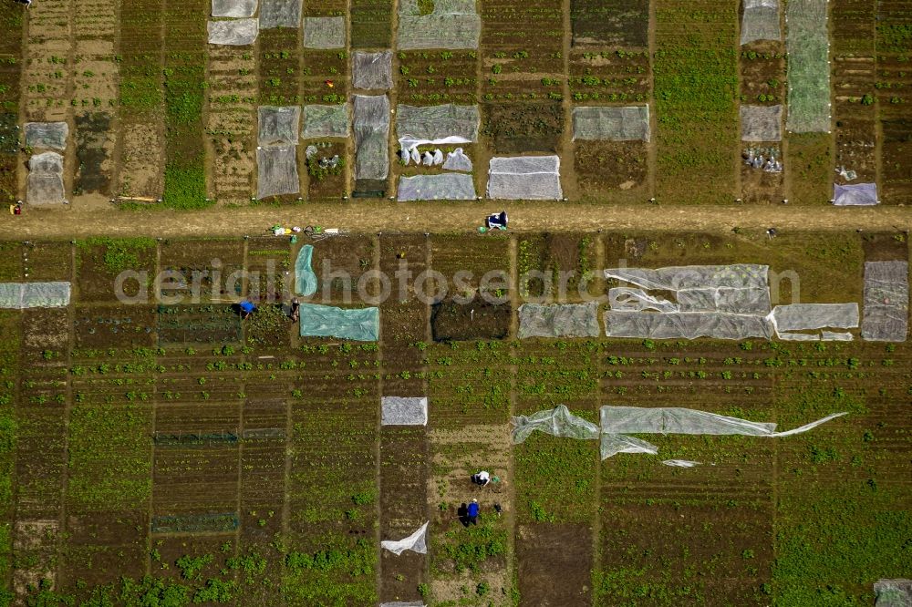 Aerial photograph Bochum - Plots structures of the vegetable garden and small garden - allotments in the district Harpen of Bochum in North Rhine-Westphalia