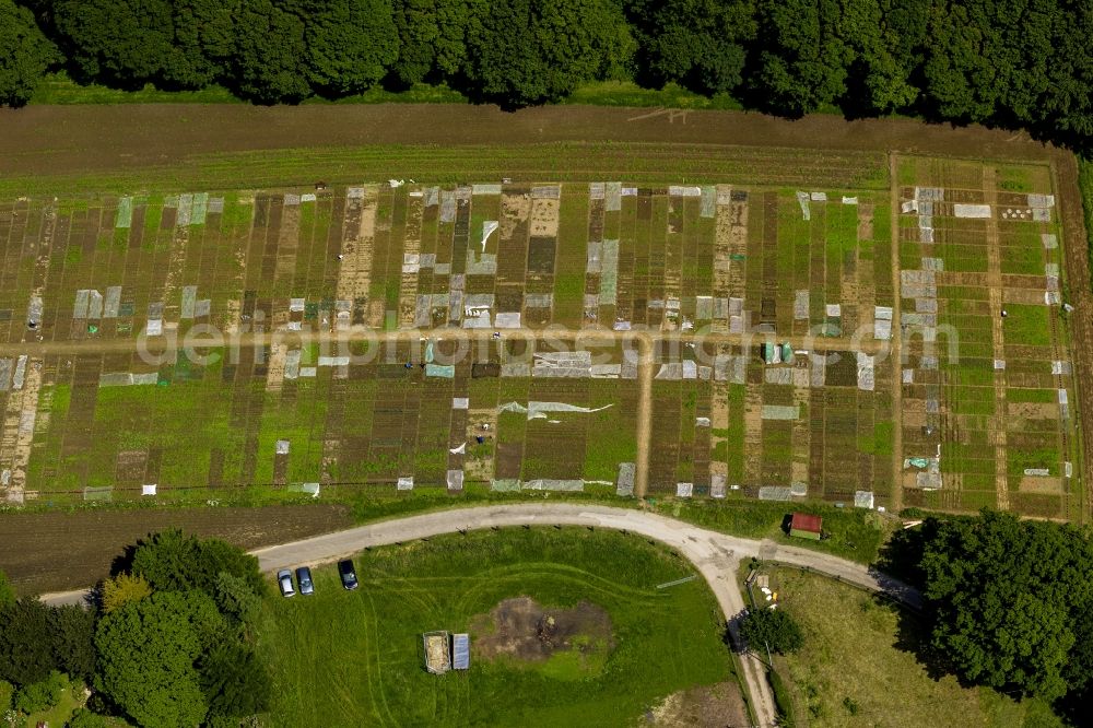 Bochum from above - Plots structures of the vegetable garden and small garden - allotments in the district Harpen of Bochum in North Rhine-Westphalia