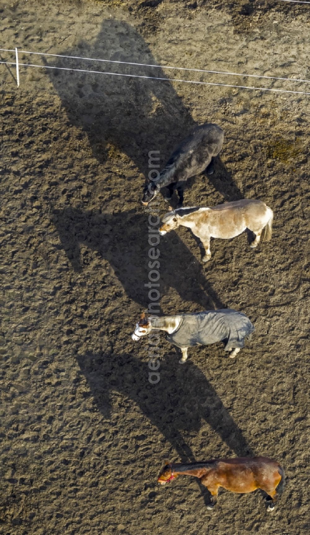 Hamm from the bird's eye view: Horse-series with blankets on the coupling of a Horse Farm in Hamm in North Rhine-Westphalia