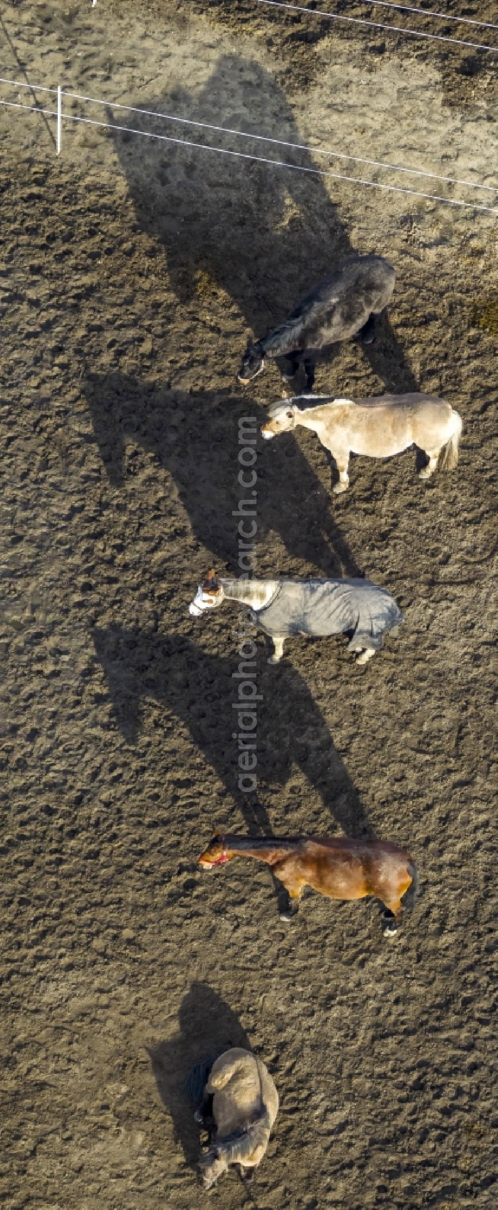 Aerial image Hamm - Horse-series with blankets on the coupling of a Horse Farm in Hamm in North Rhine-Westphalia