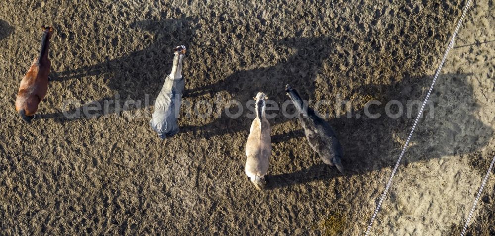 Hamm from the bird's eye view: Horse-series with blankets on the coupling of a Horse Farm in Hamm in North Rhine-Westphalia