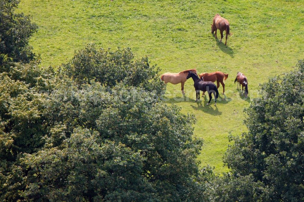 Selm OT Bork from above - View of a horse meadow in the district of Bork in Selm in the state of North Rhine-Westphalia