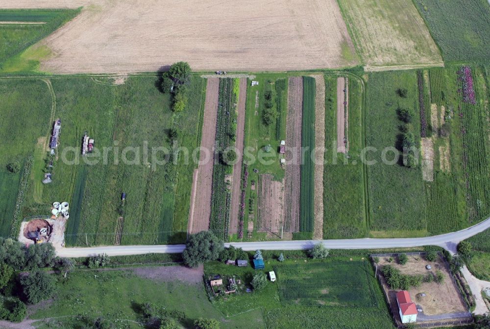 Aerial photograph Löberschütz - View of a partially green field of peonies nearby the village Löberschütz in the state of Thuringia