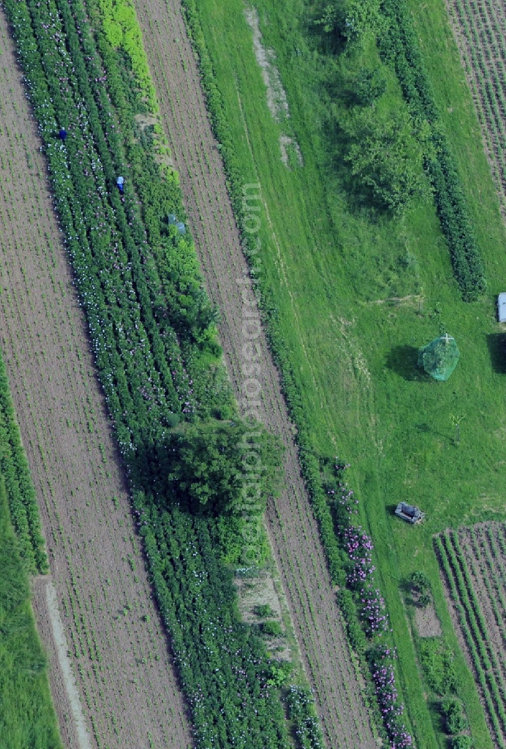 Löberschütz from above - View of a partially green field of peonies nearby the village Löberschütz in the state of Thuringia