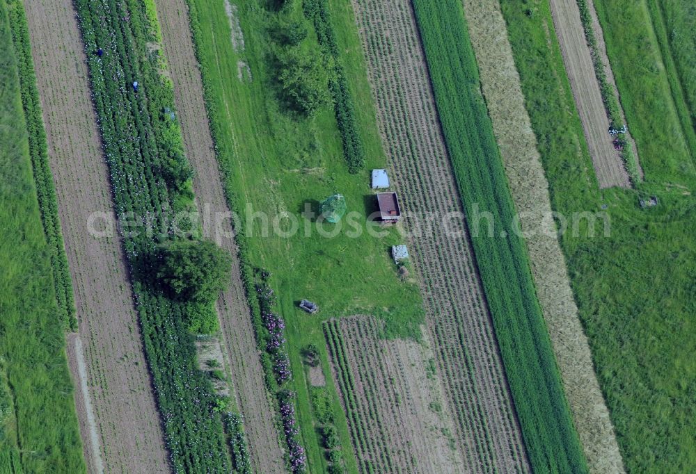 Löberschütz from the bird's eye view: View of a partially green field of peonies nearby the village Löberschütz in the state of Thuringia