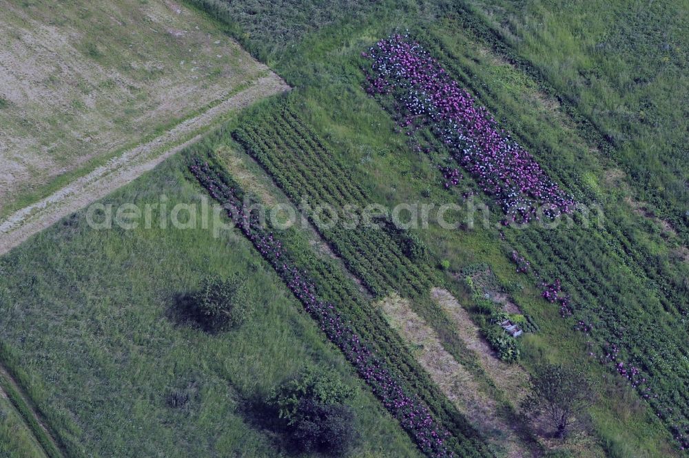 Aerial image Löberschütz - View of a partially green field of peonies nearby the village Löberschütz in the state of Thuringia