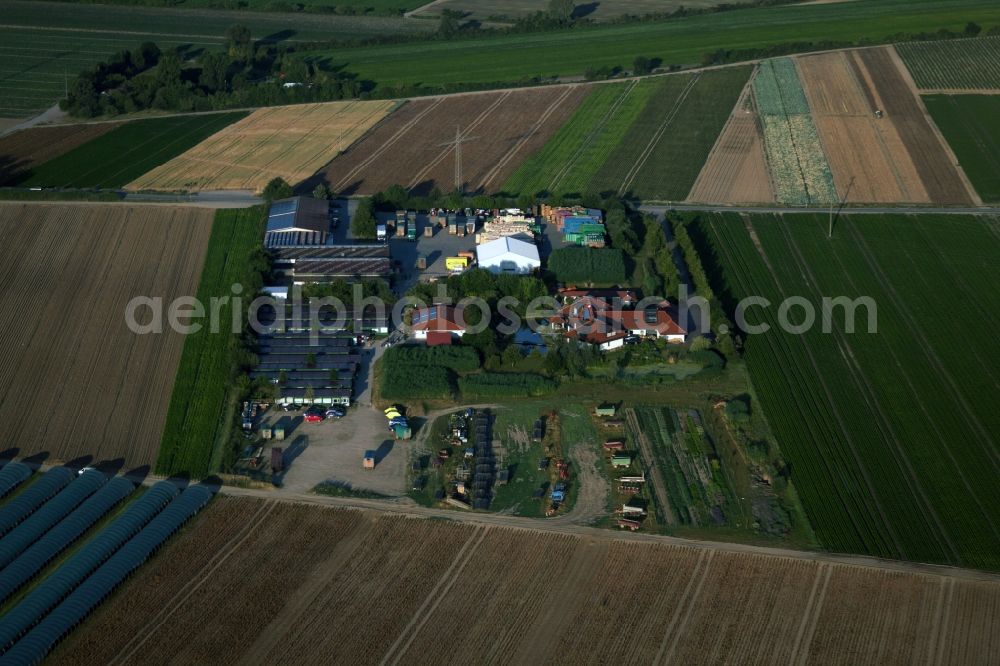 Aerial image Mutterstadt - P.+H. Fehmel Gemuesebau for vegetable growing ranks in Mutterstadt in the state Rhineland-Palatinate