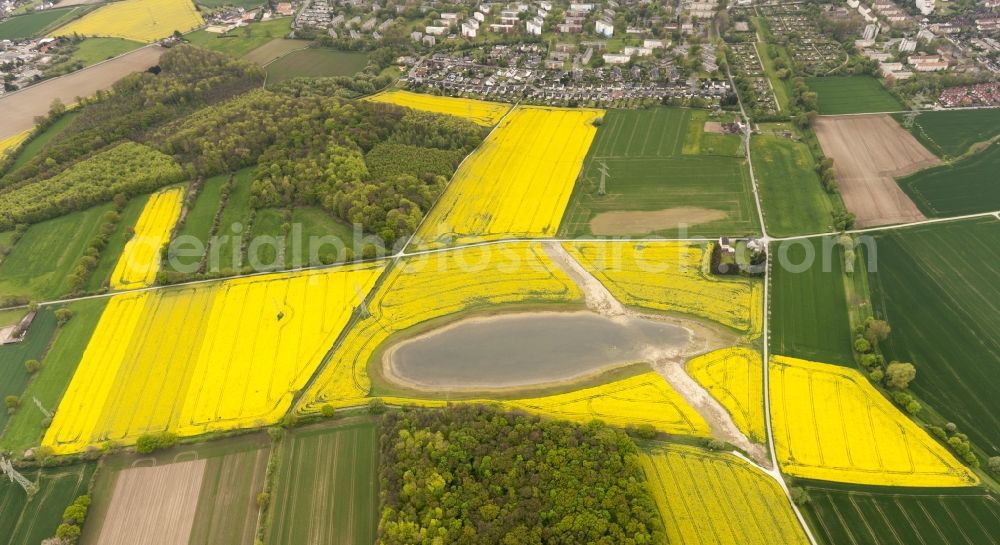 Aerial photograph Wickede - Rape-Eye of Wickede, a rapeseed field on the Wickeder field in the state of North Rhine-Westphalia