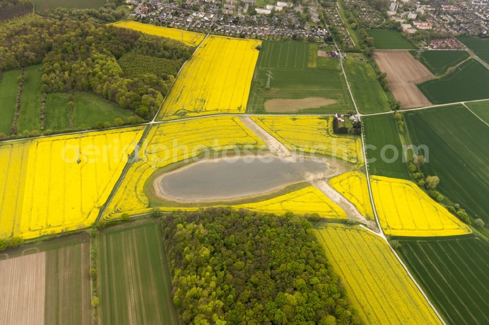 Wickede from the bird's eye view: Rape-Eye of Wickede, a rapeseed field on the Wickeder field in the state of North Rhine-Westphalia