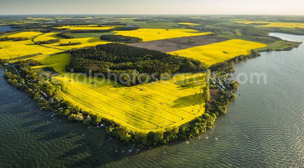 Gotthun from the bird's eye view: Yellow flowering field in Gotthun at the lake Mueritz in Mecklenburg - Western Pomerania