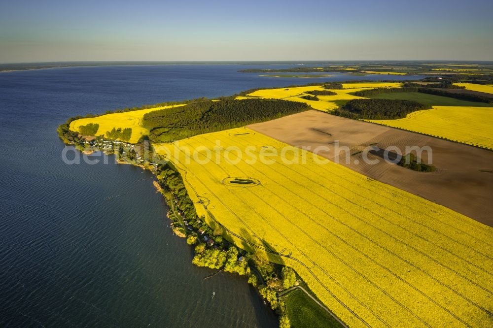 Aerial image Gotthun - Yellow flowering field in Gotthun at the lake Mueritz in Mecklenburg - Western Pomerania