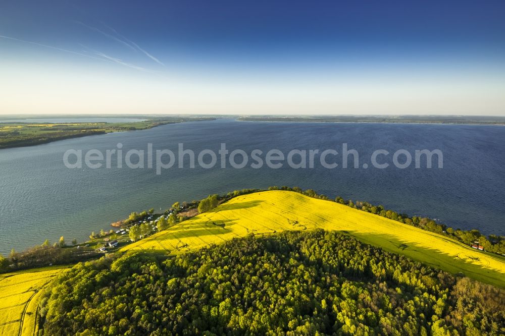 Aerial photograph Gotthun - Yellow flowering field in Gotthun at the lake Mueritz in Mecklenburg - Western Pomerania