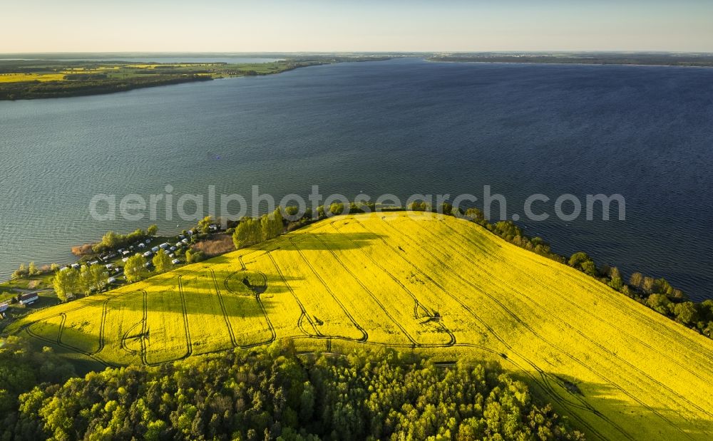 Gotthun from the bird's eye view: Yellow flowering field in Gotthun at the lake Mueritz in Mecklenburg - Western Pomerania