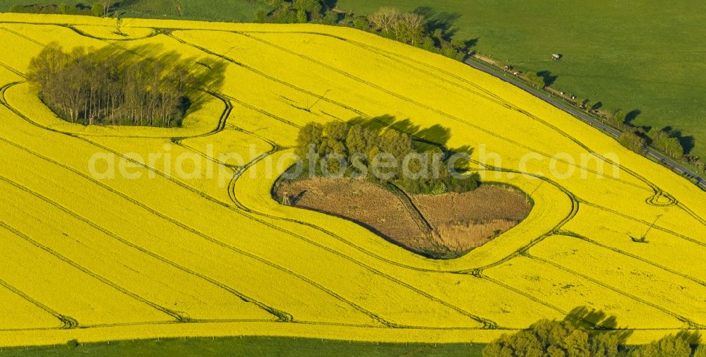 Gutow from the bird's eye view: View of a canola field near Gutow in the state Mecklenburg-West Pomerania