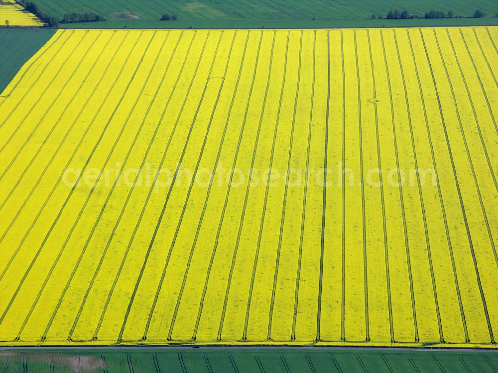 Luckenwalde from above - Blick auf Rapsfeld