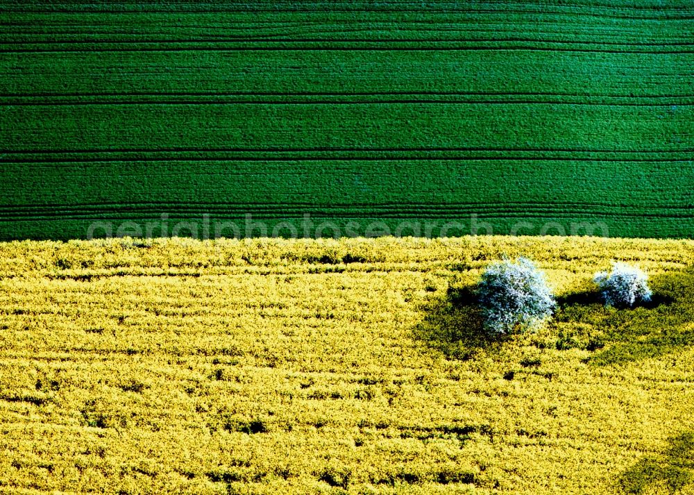 Jerichow from the bird's eye view: Rape field - Spring landscape and structures at Jerichow in Saxony-Anhalt