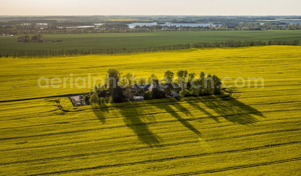 Aerial image Wesenberg - Yellow blooming landscape at Wesenberg in the state of Mecklenburg-Western Pomerania