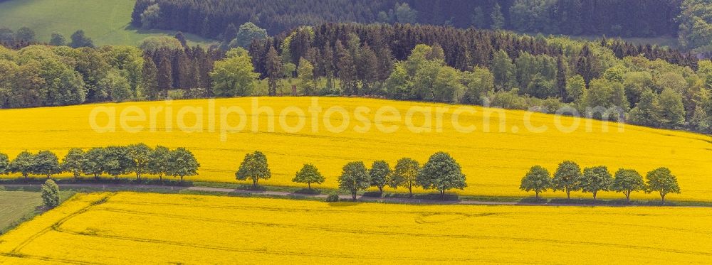 Aerial image Glörfeld - Rape field - Landscape and structures in Glörfeld in North Rhine-Westphalia