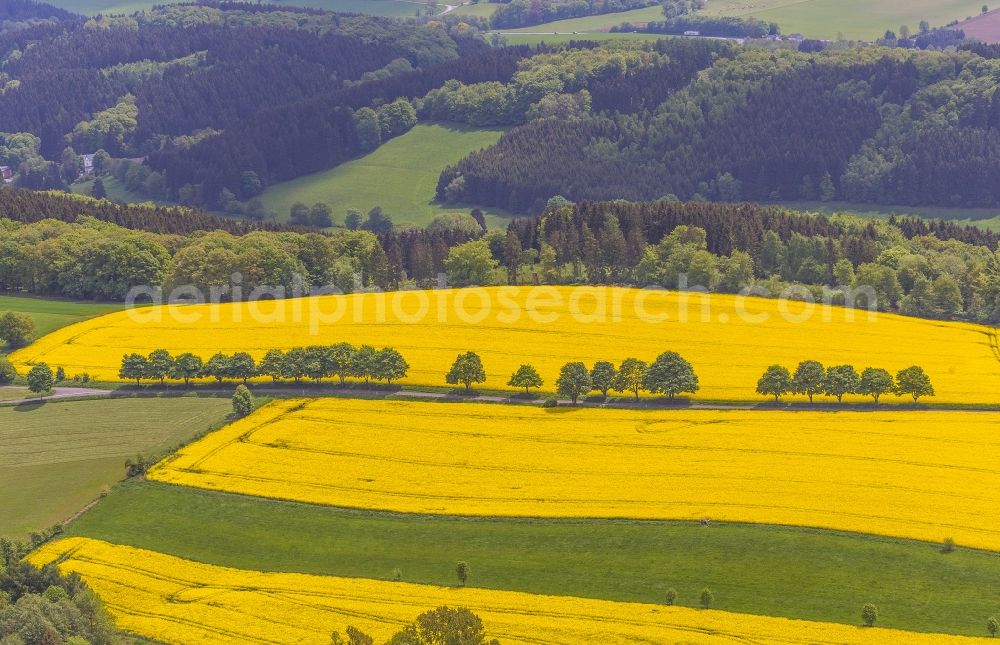 Aerial photograph Glörfeld - Rape field - Landscape and structures in Glörfeld in North Rhine-Westphalia