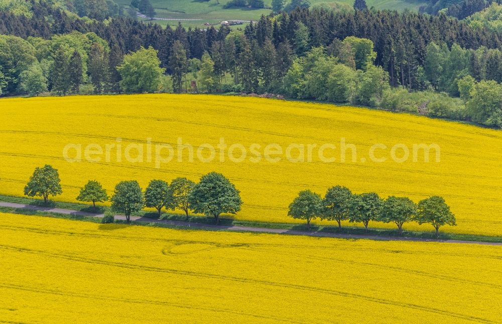 Glörfeld from above - Rape field - Landscape and structures in Glörfeld in North Rhine-Westphalia