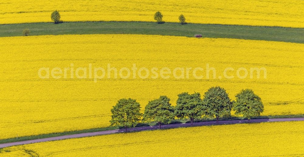 Glörfeld from the bird's eye view: Rape field - Landscape and structures in Glörfeld in North Rhine-Westphalia