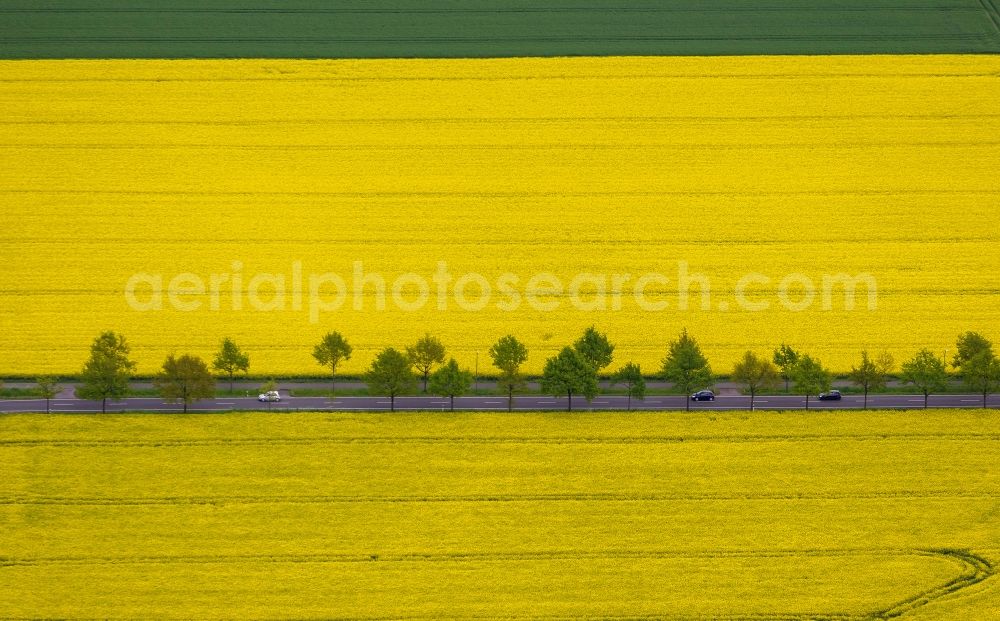 Dortmund from the bird's eye view: Rape field - Landscape and structures in the district Brackel in Dortmund in North Rhine-Westphalia