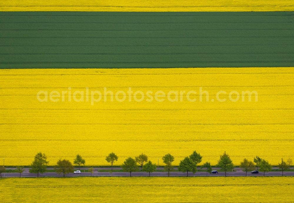 Aerial image Dortmund - Rape field - Landscape and structures in the district Brackel in Dortmund in North Rhine-Westphalia