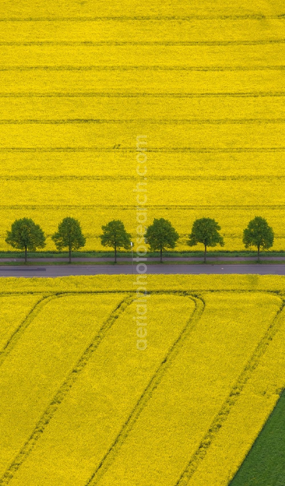 Aerial image Dortmund - Rape field - Landscape and structures in the district Hombruch in Dortmund in North Rhine-Westphalia