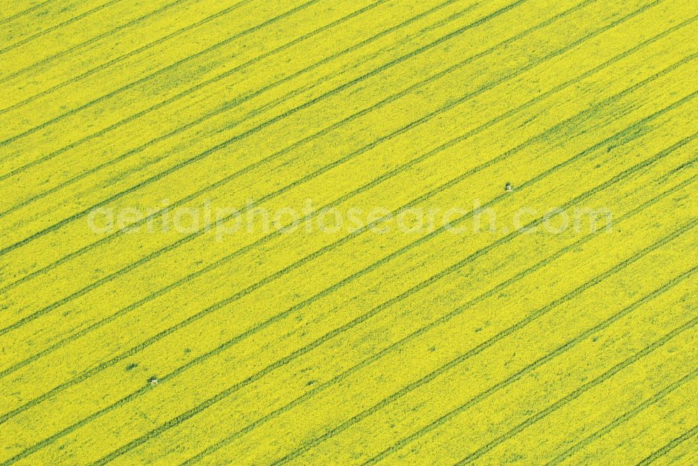 Sachsen-Anhalt from the bird's eye view: Landschaftsansicht von einem Rapsfeld.