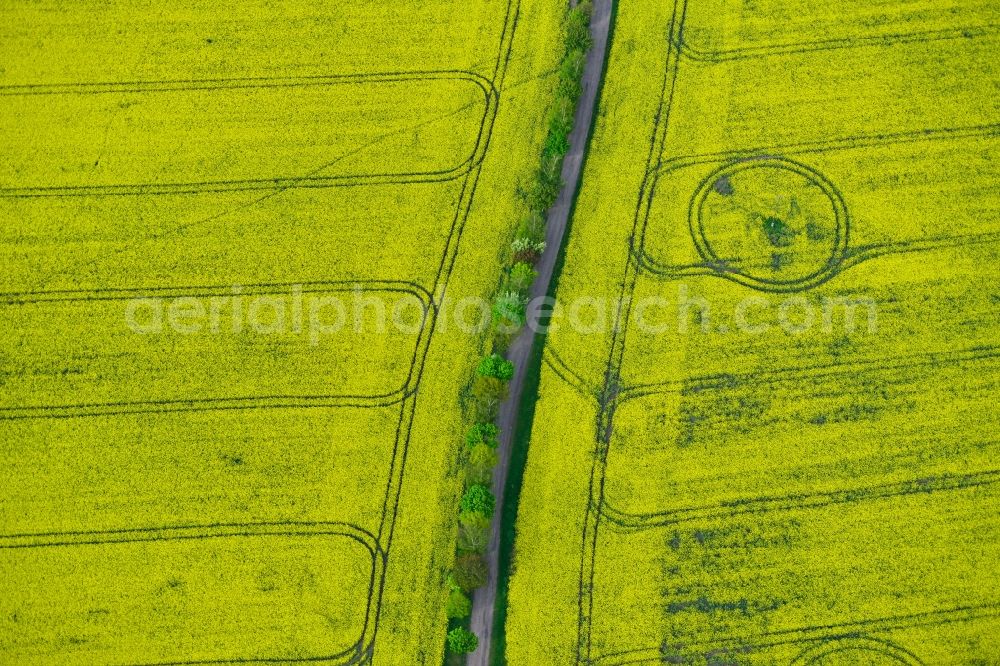 Arnstadt from above - View of rape fields near Arnstadt in the state Thuringia