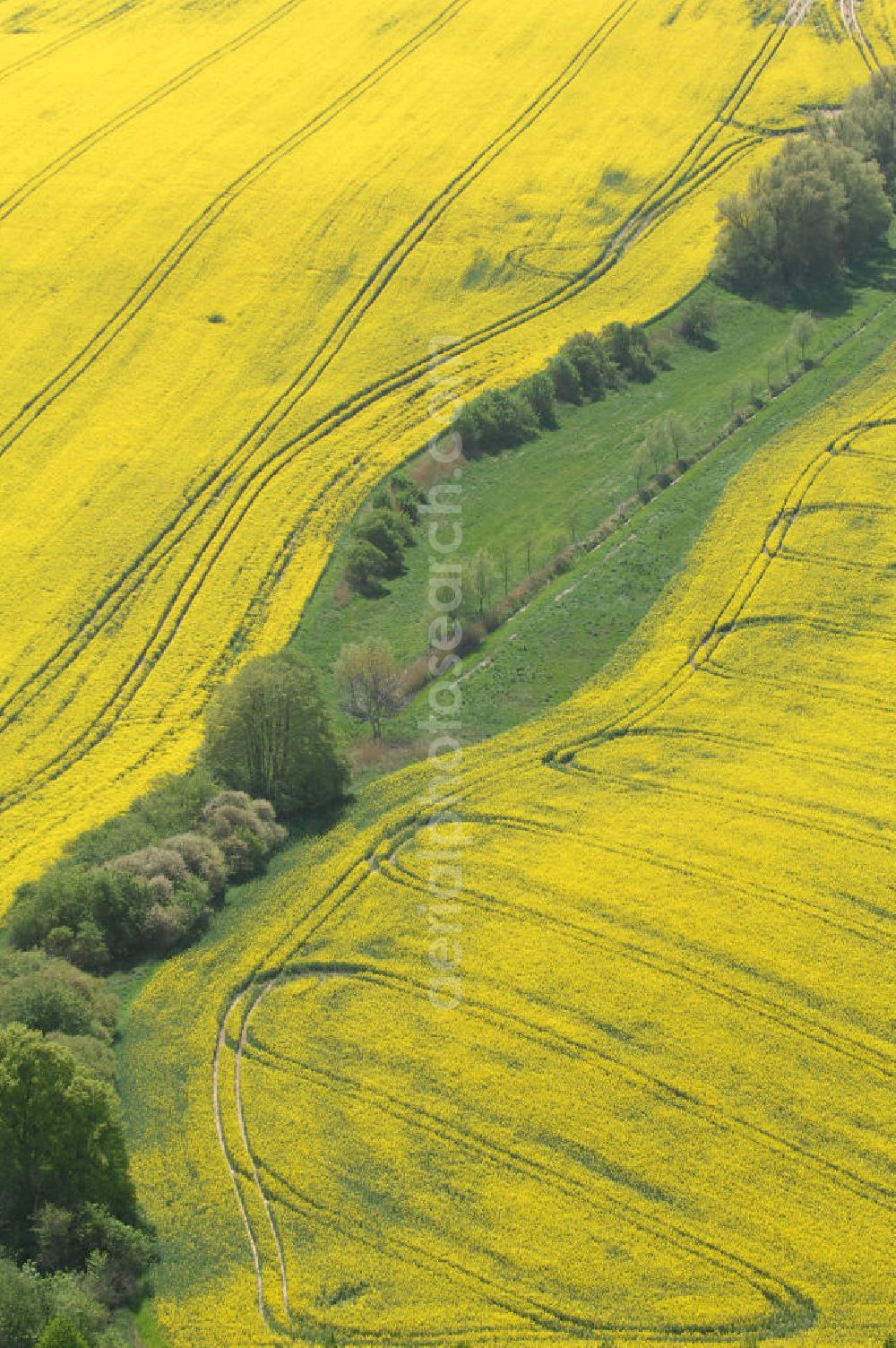 Aerial image Gramzow - Blick auf Rapsfelder in Brandenburg.