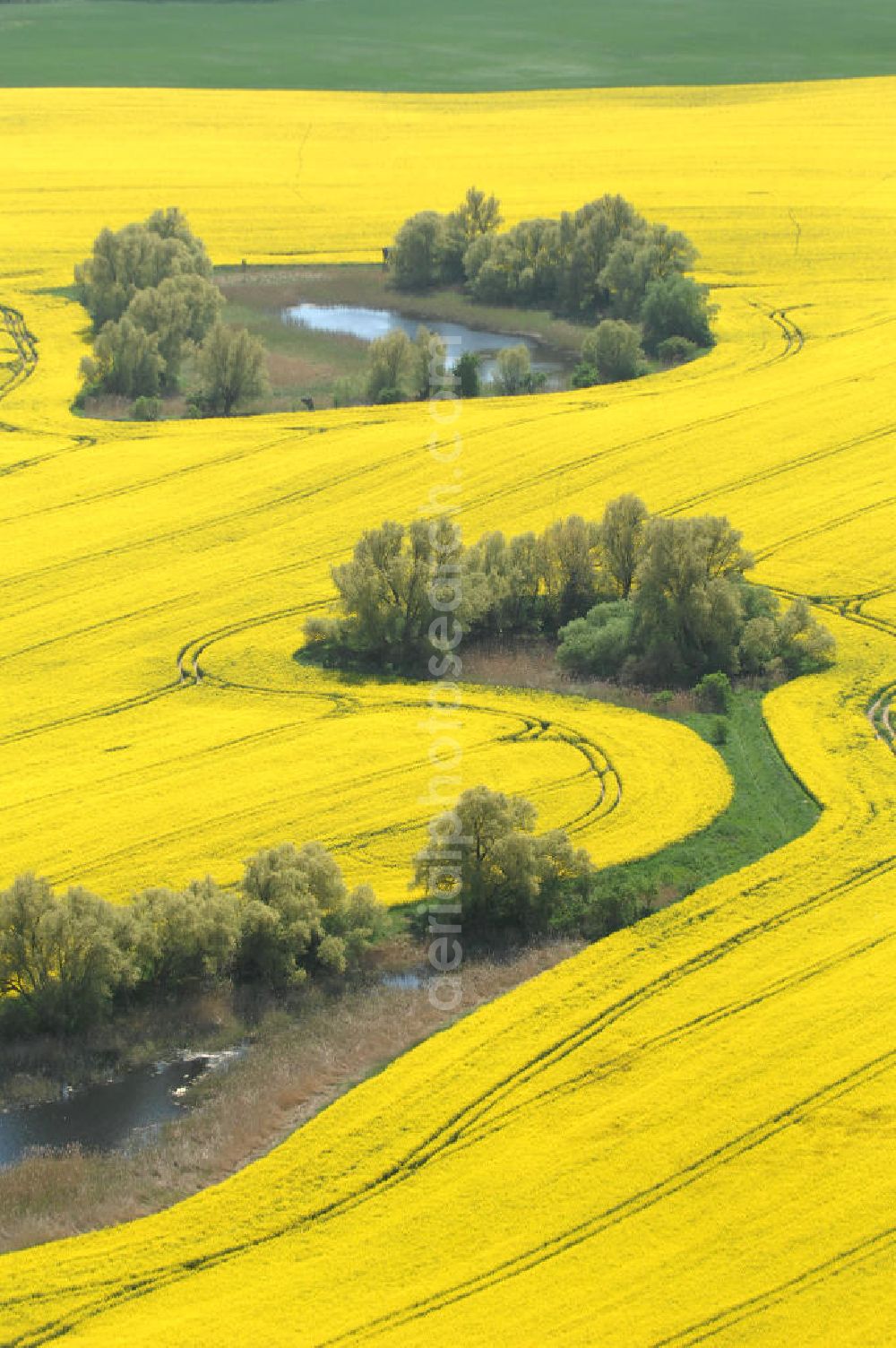 Aerial photograph Gramzow - Blick auf Rapsfelder in Brandenburg.