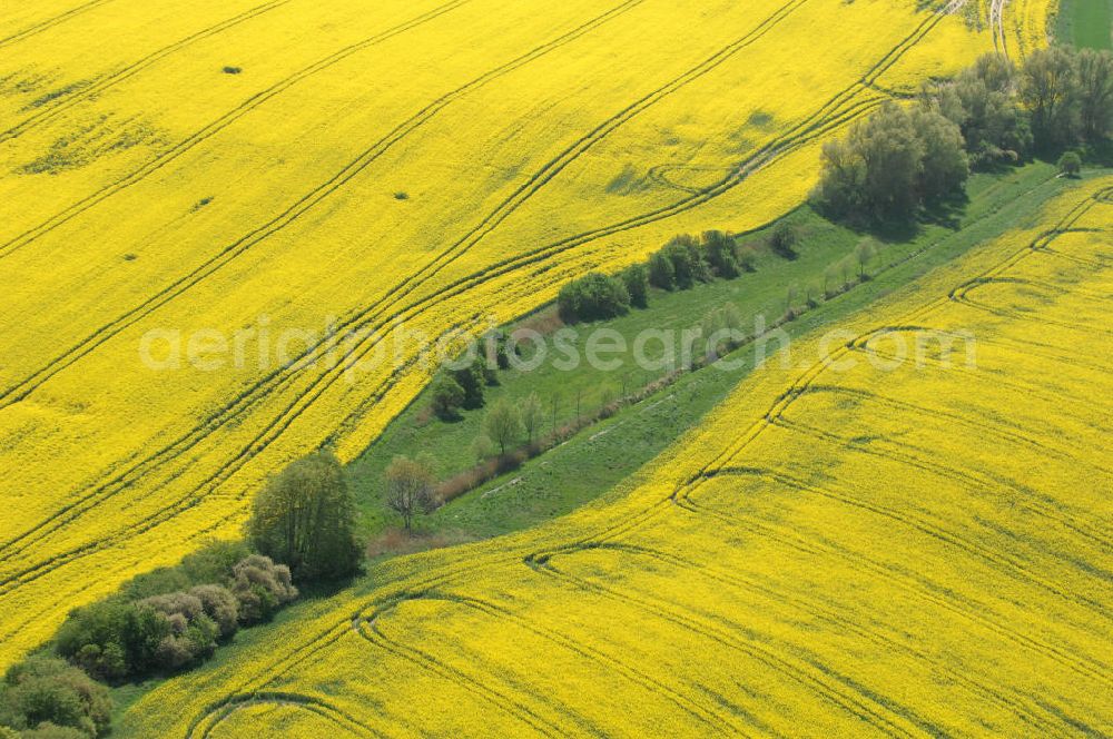 Gramzow from the bird's eye view: Blick auf Rapsfelder in Brandenburg.